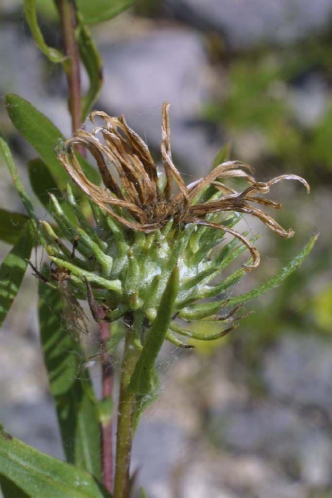 Grindelia