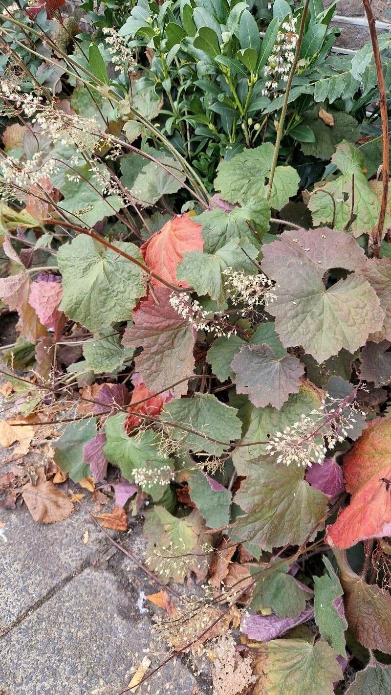 Alumroot peludo 17