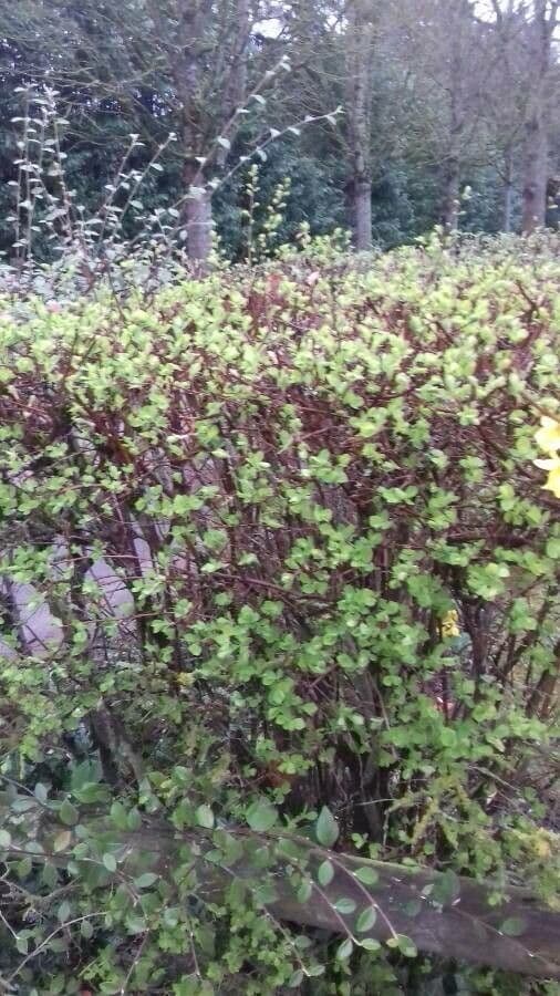 Spirea trilobata 11
