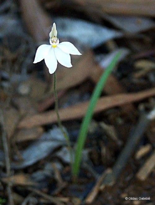 Caladenia 11