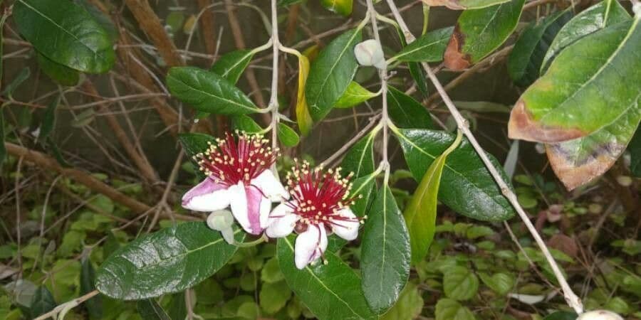 Feijoa 6