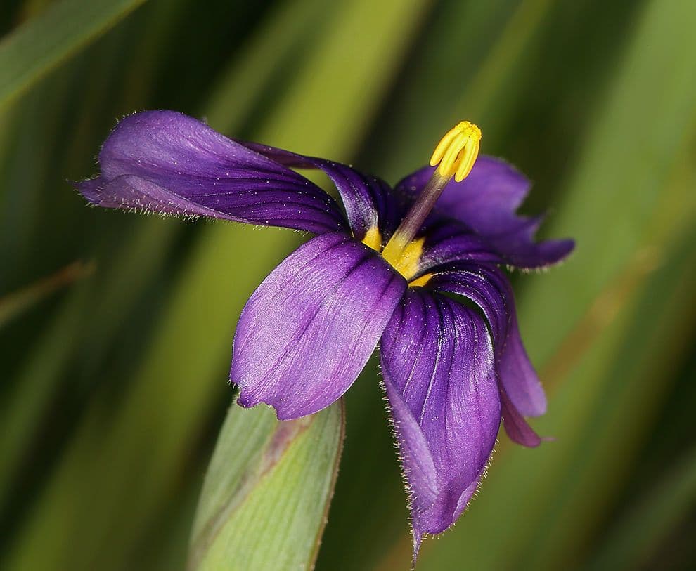 Sisyrinchium 4