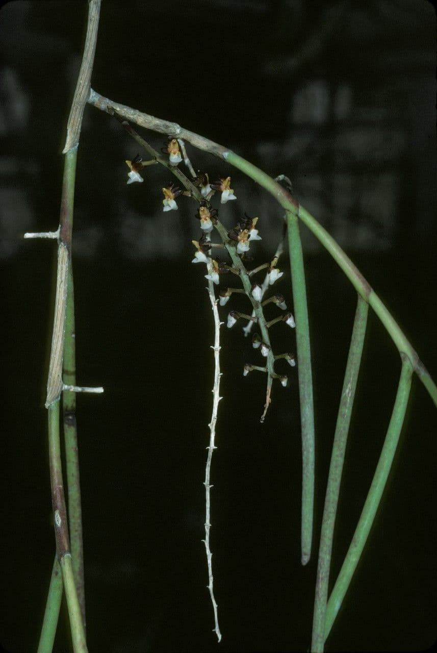 Cleisostoma