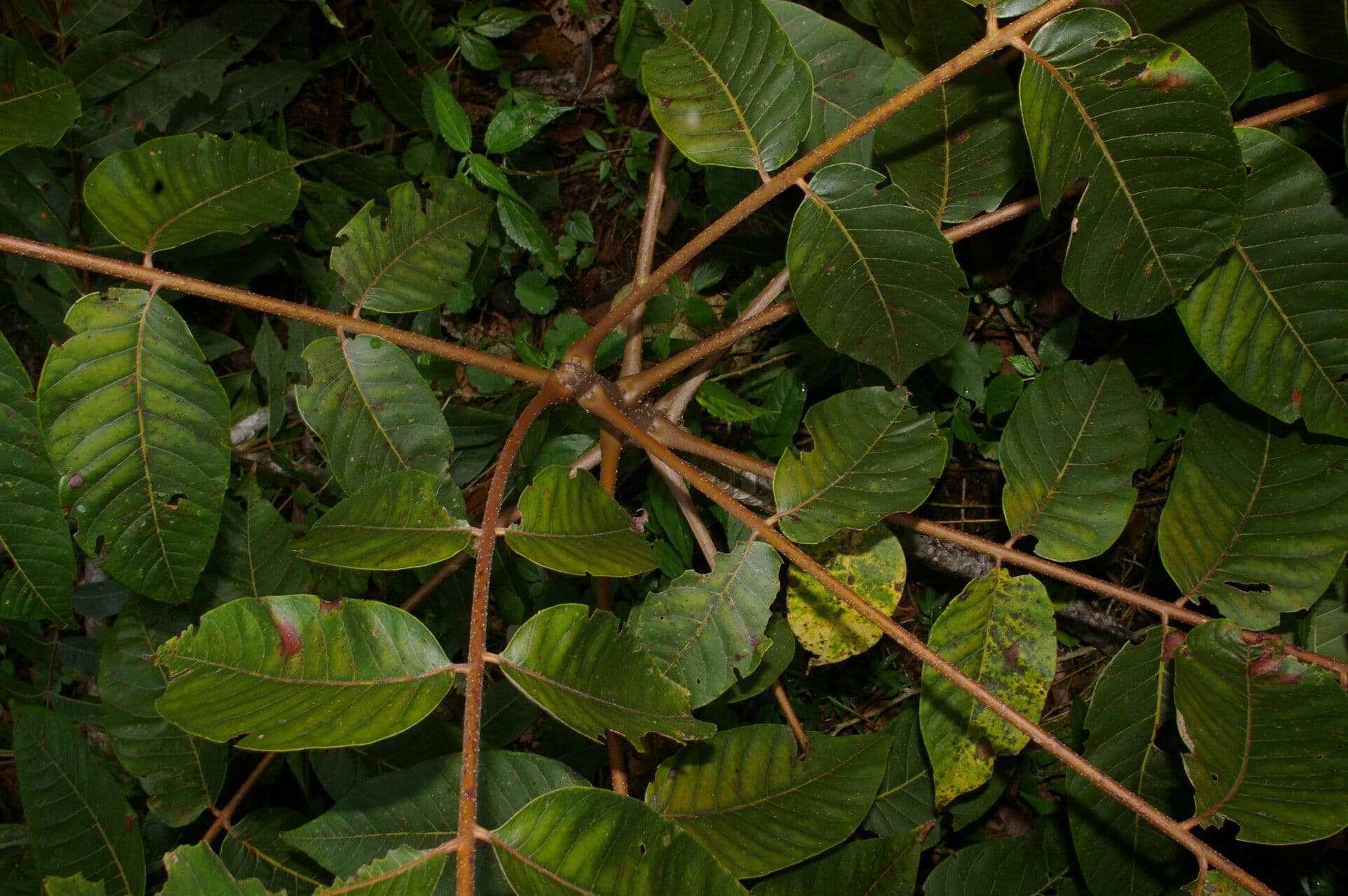 Cedrela 2