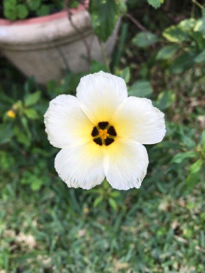 Turnera subulata