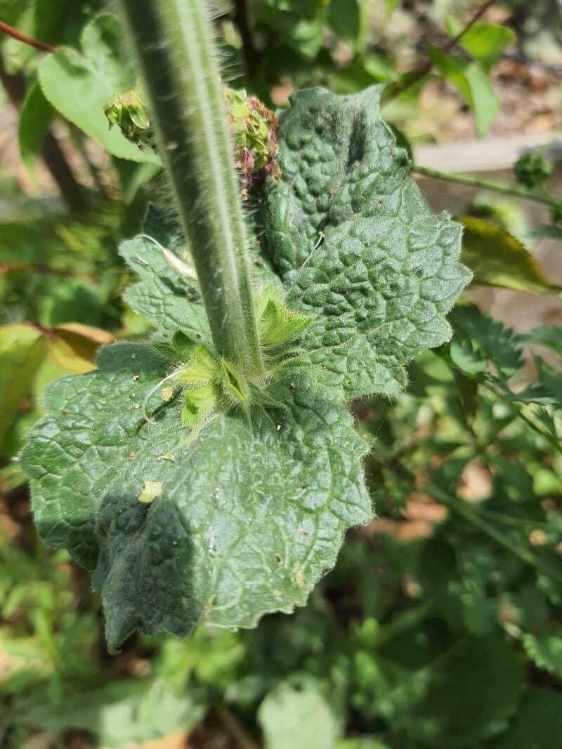 Salvia 10