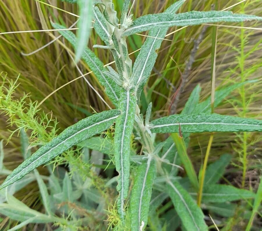 Pterocaulon 2