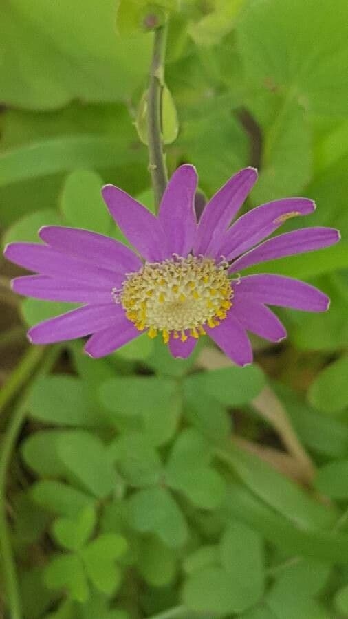 Pericallis 5
