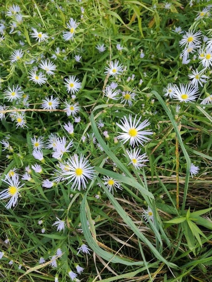 Aster punice 3