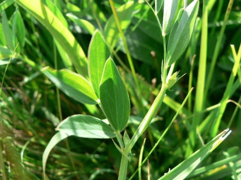 Cicerchia 13