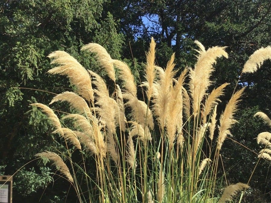 Austroderia fulvida
