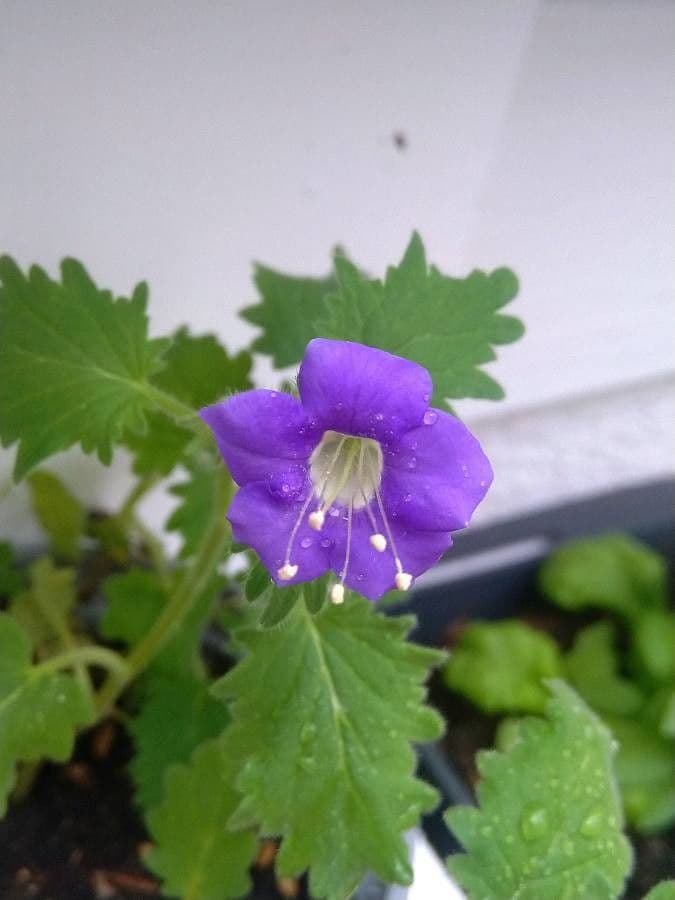 Großblütige Phacelia 8