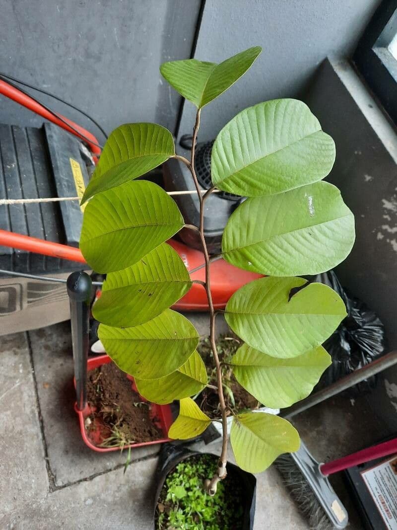 Annona purpurea 8
