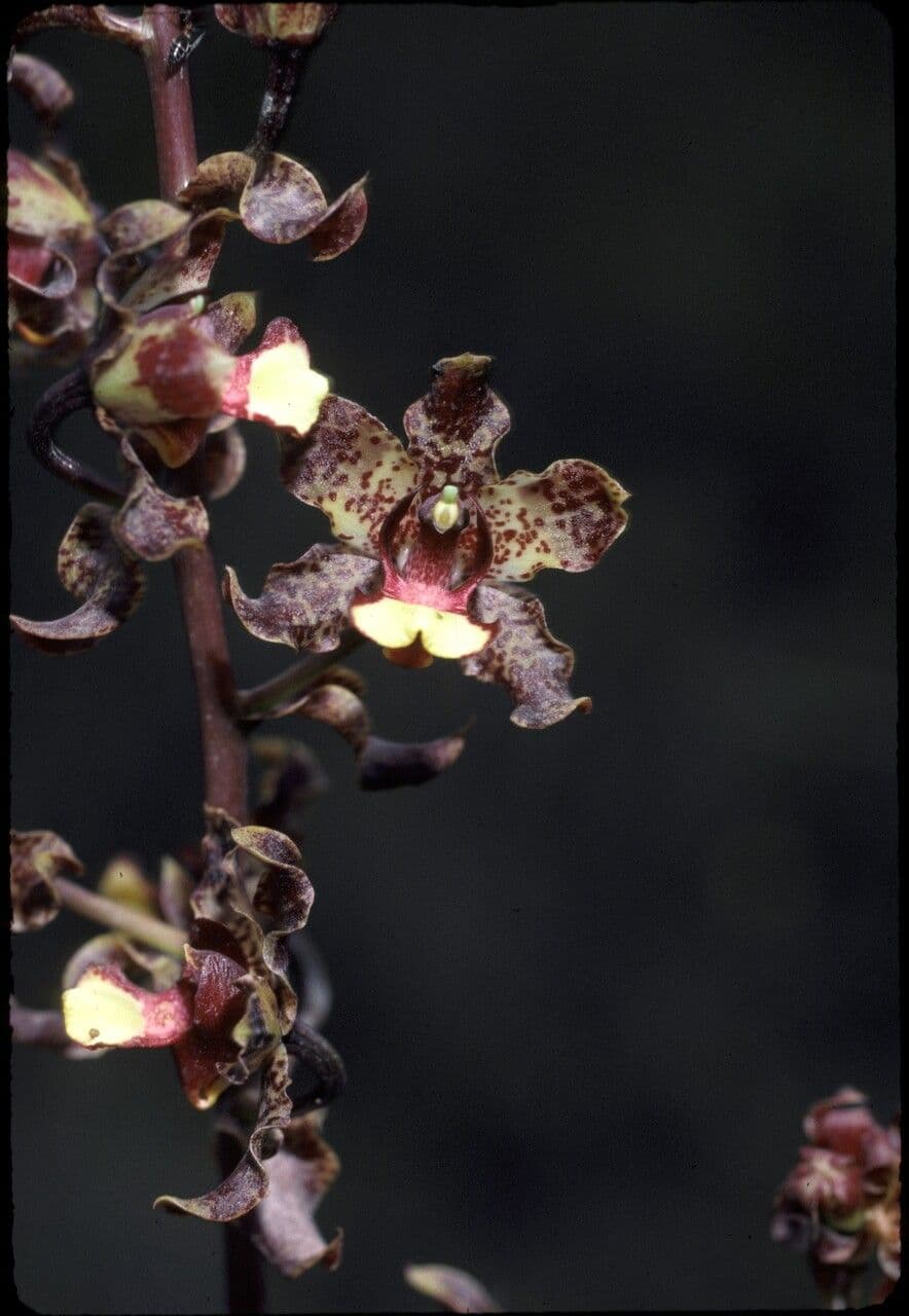 Cyrtopodium
