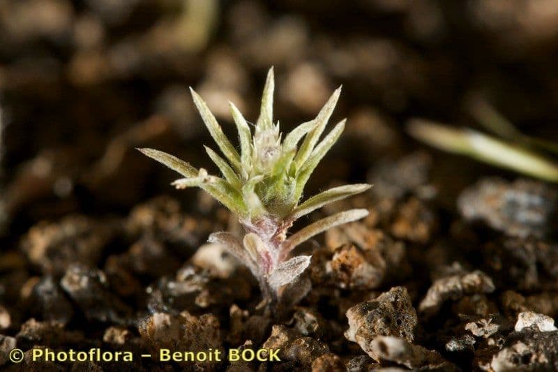 Ifloga spicata 13