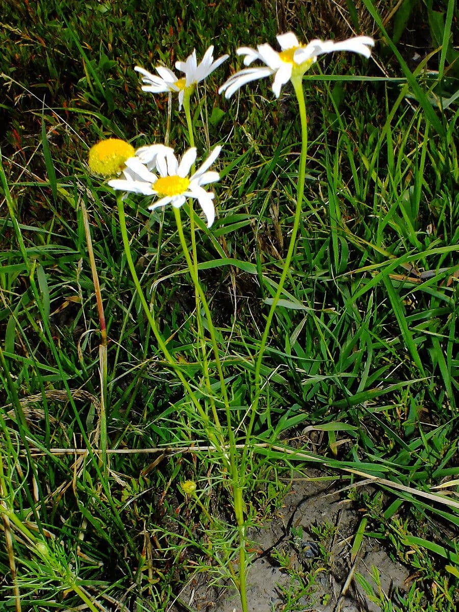 Scentless mayweed 15