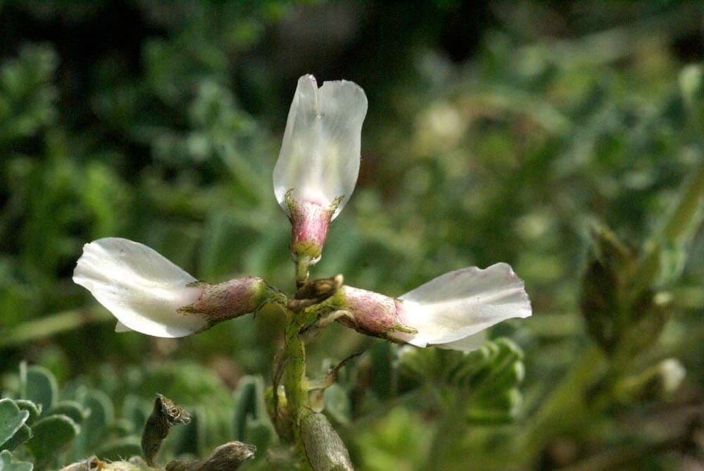 Astragalus depressus 6