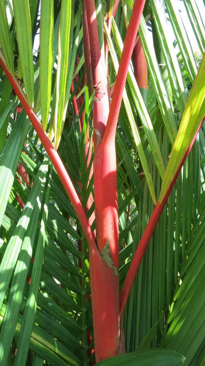 Palma rossetto 17