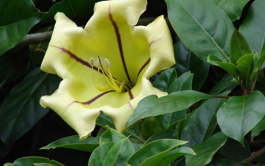 Solandra 4