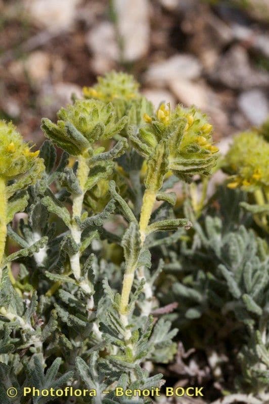 Teucrium 19