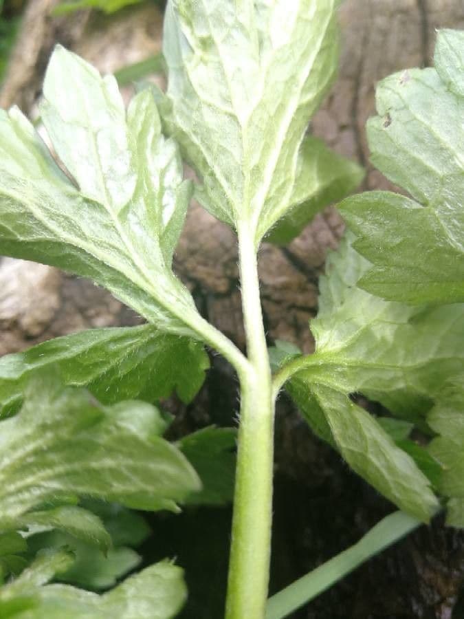Ranuncolo macrophyllus 19