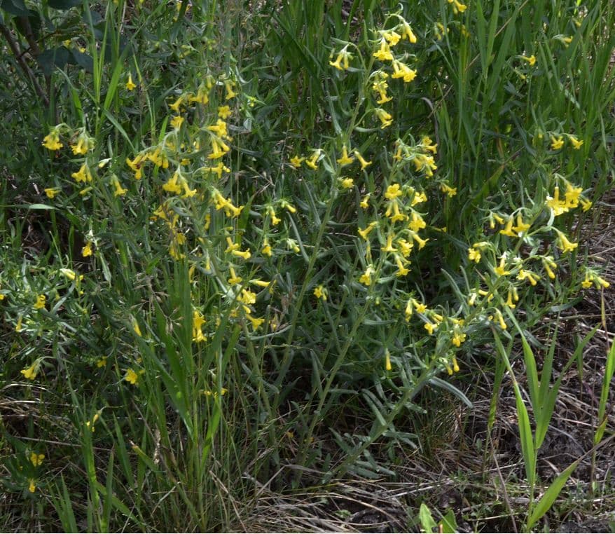 Erba-tosta multiflora 9