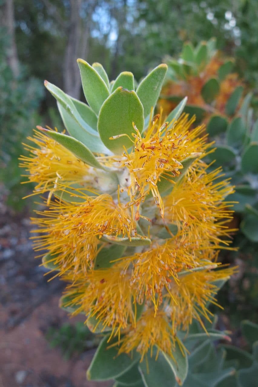 Leucadendron 2
