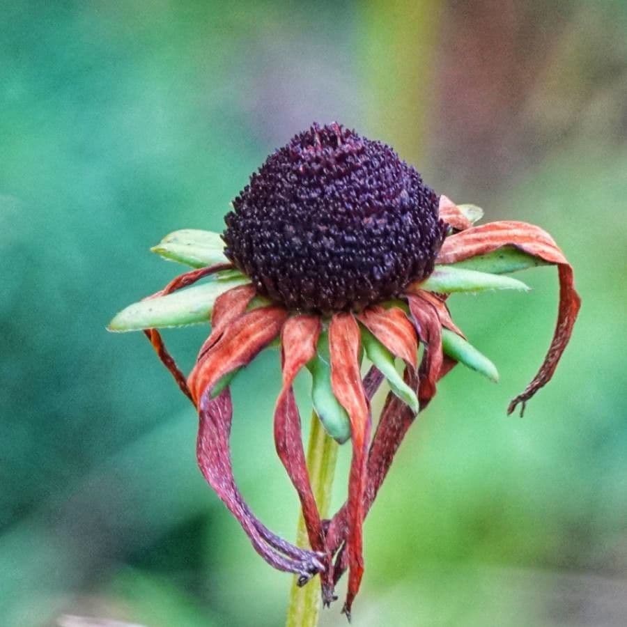 Rudbekia srstnatá 2