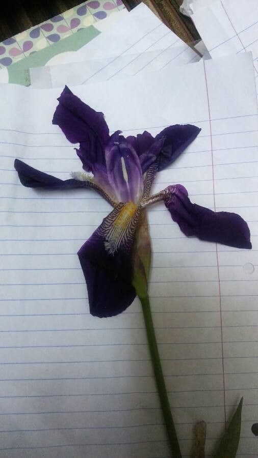 Iris lutescens 25