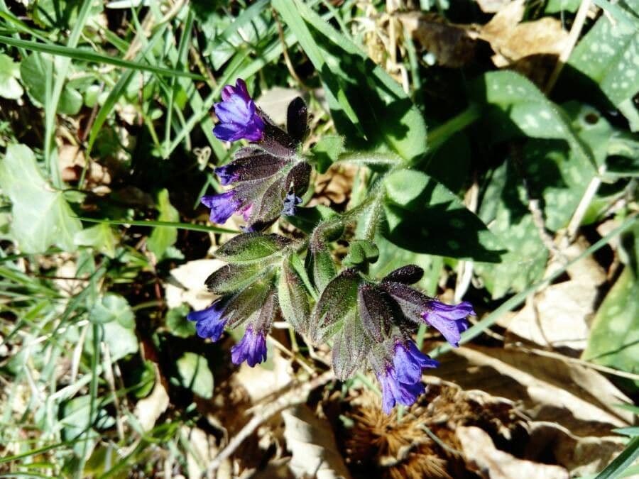 Polmonaria montana