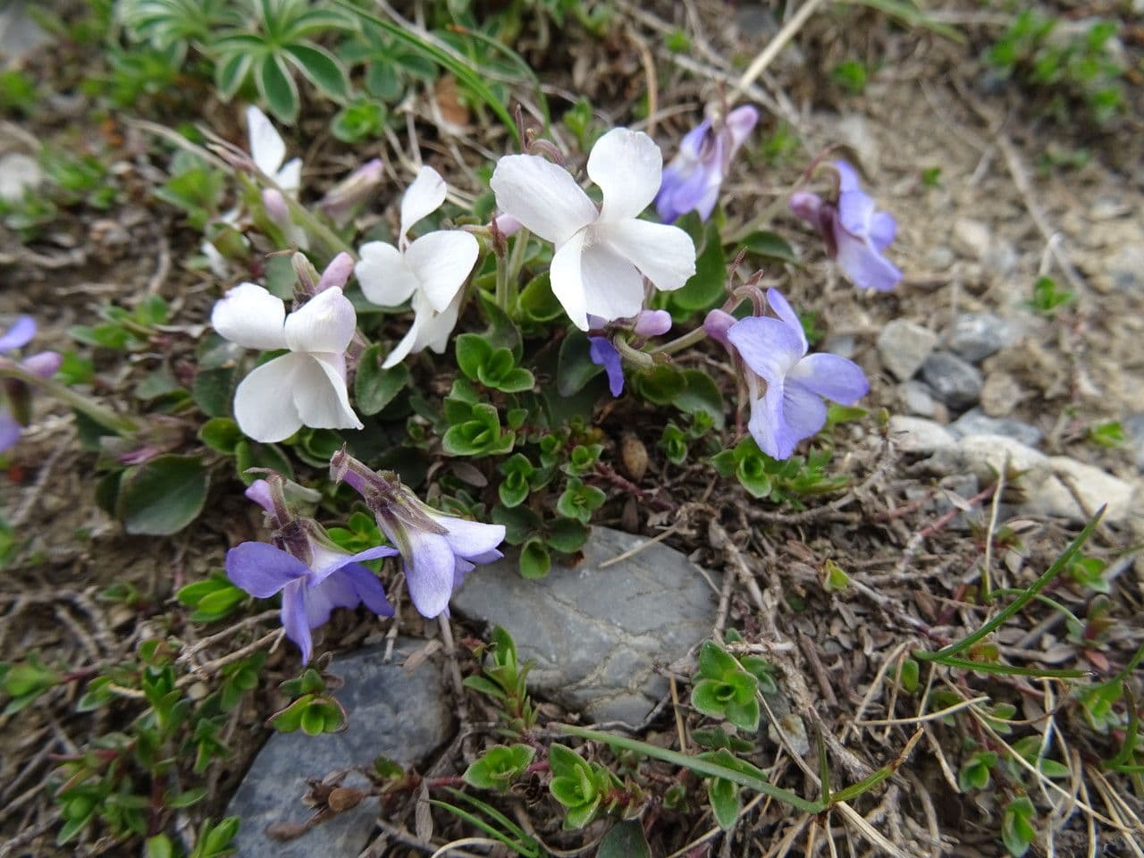 Viola rupestre 17