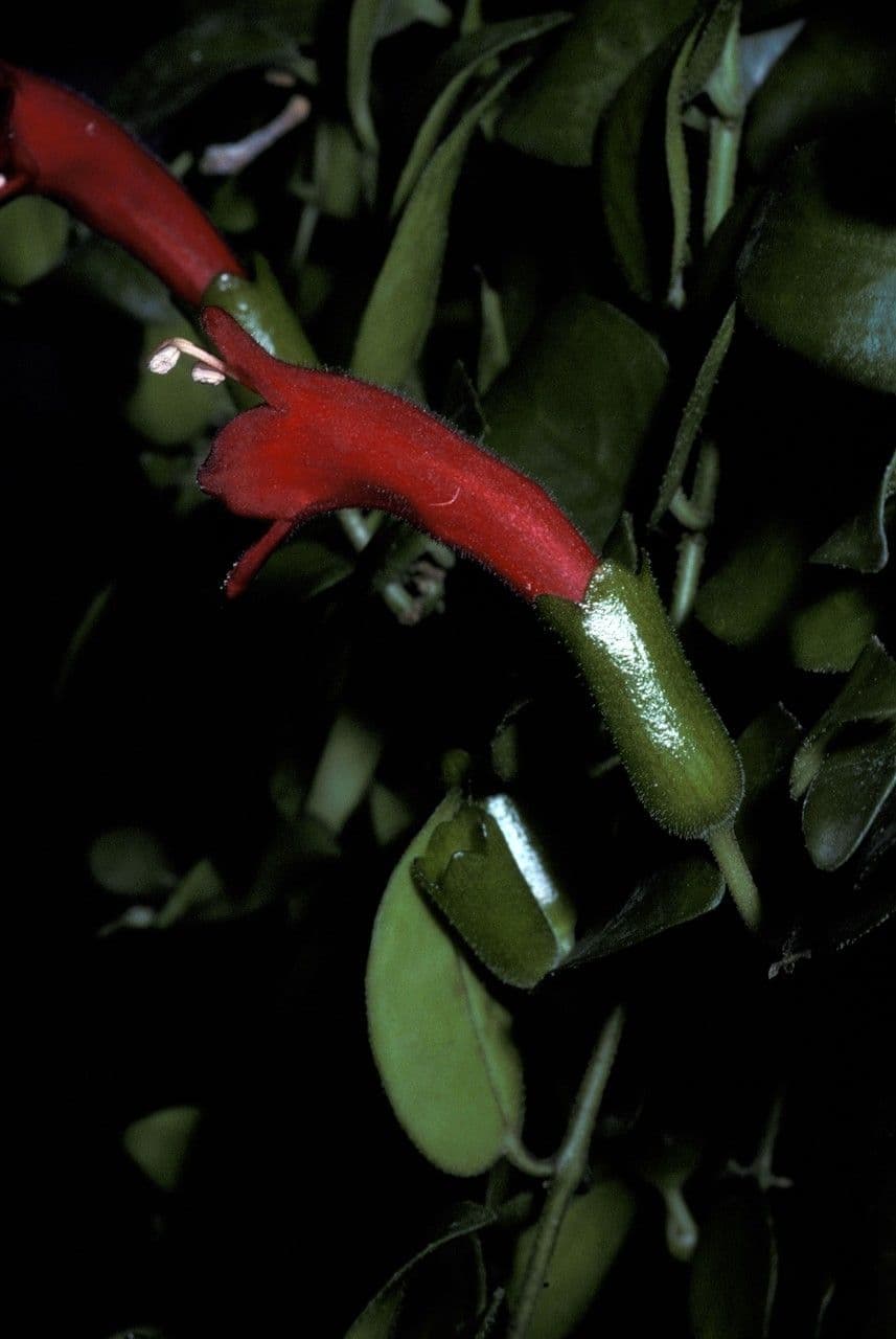 Aeschynanthus 3