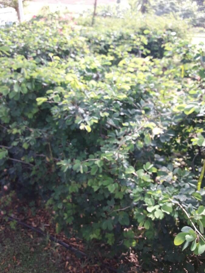 Calliandra 12