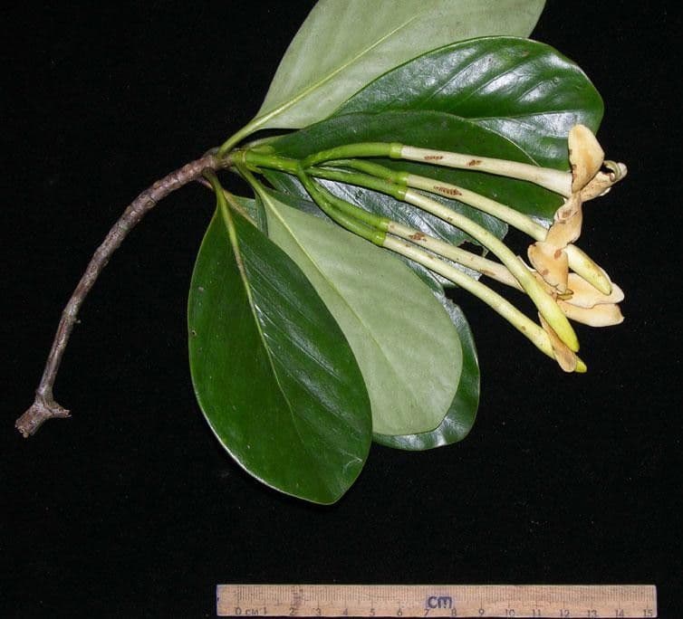 Cosmibuena 6
