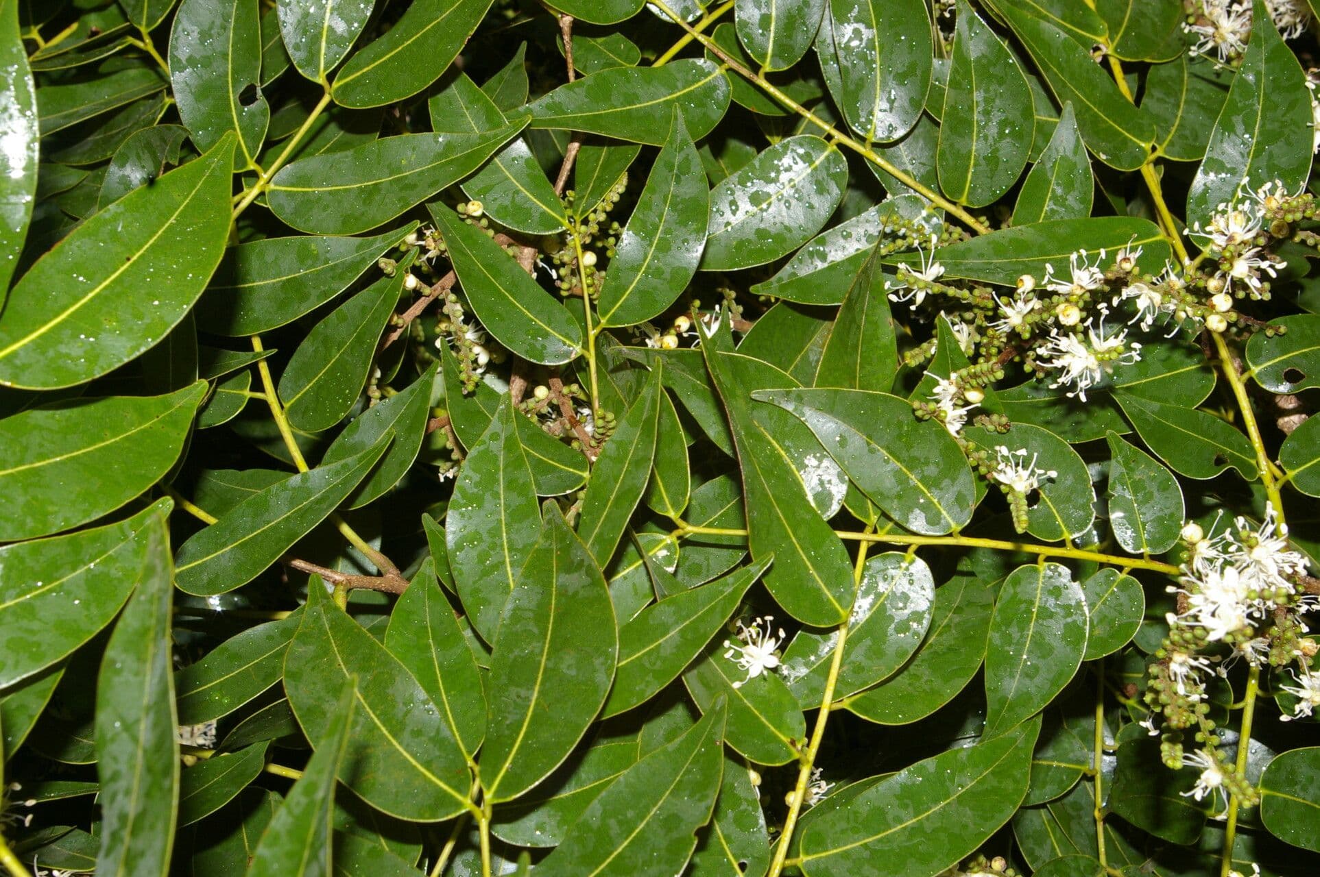 Copaiba 6