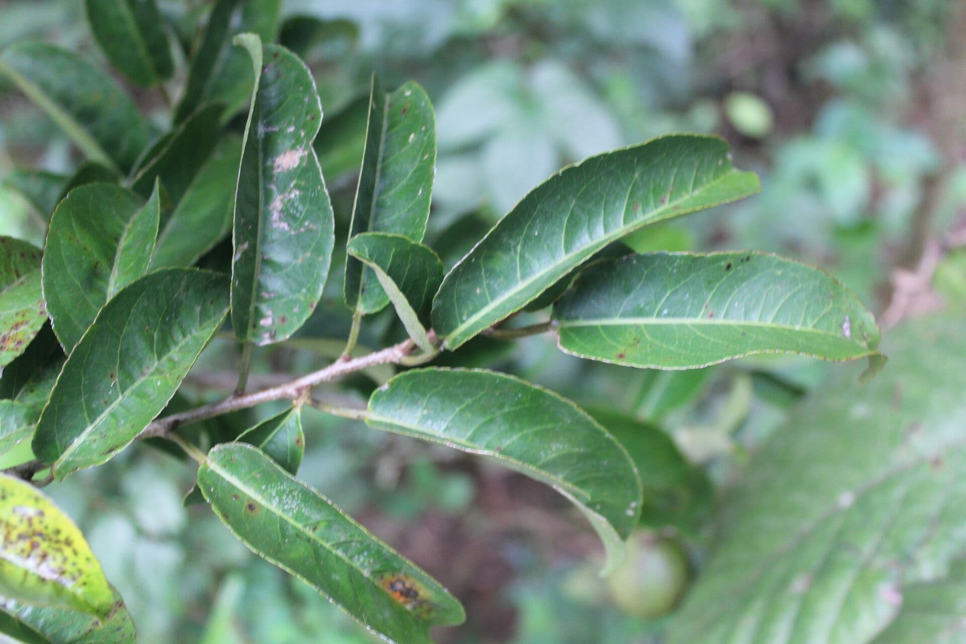 Croton 10