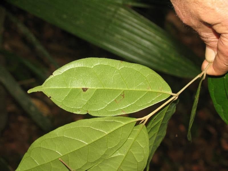 Siparuna cuspidata 2