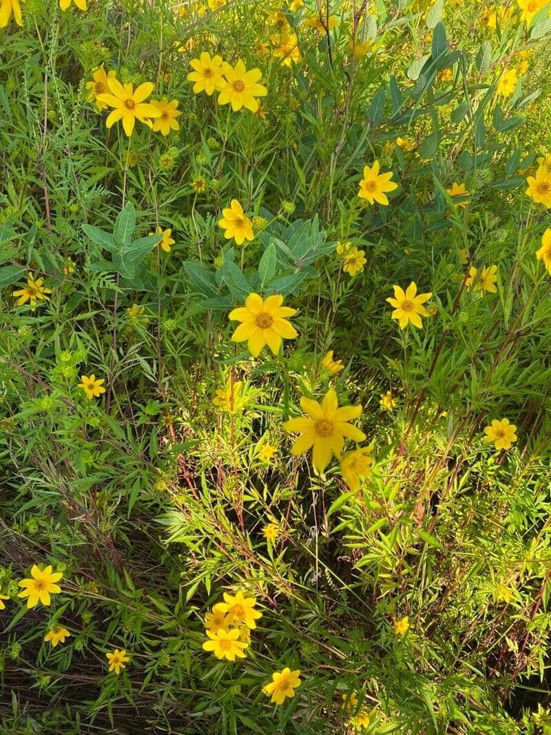 Bidens 5