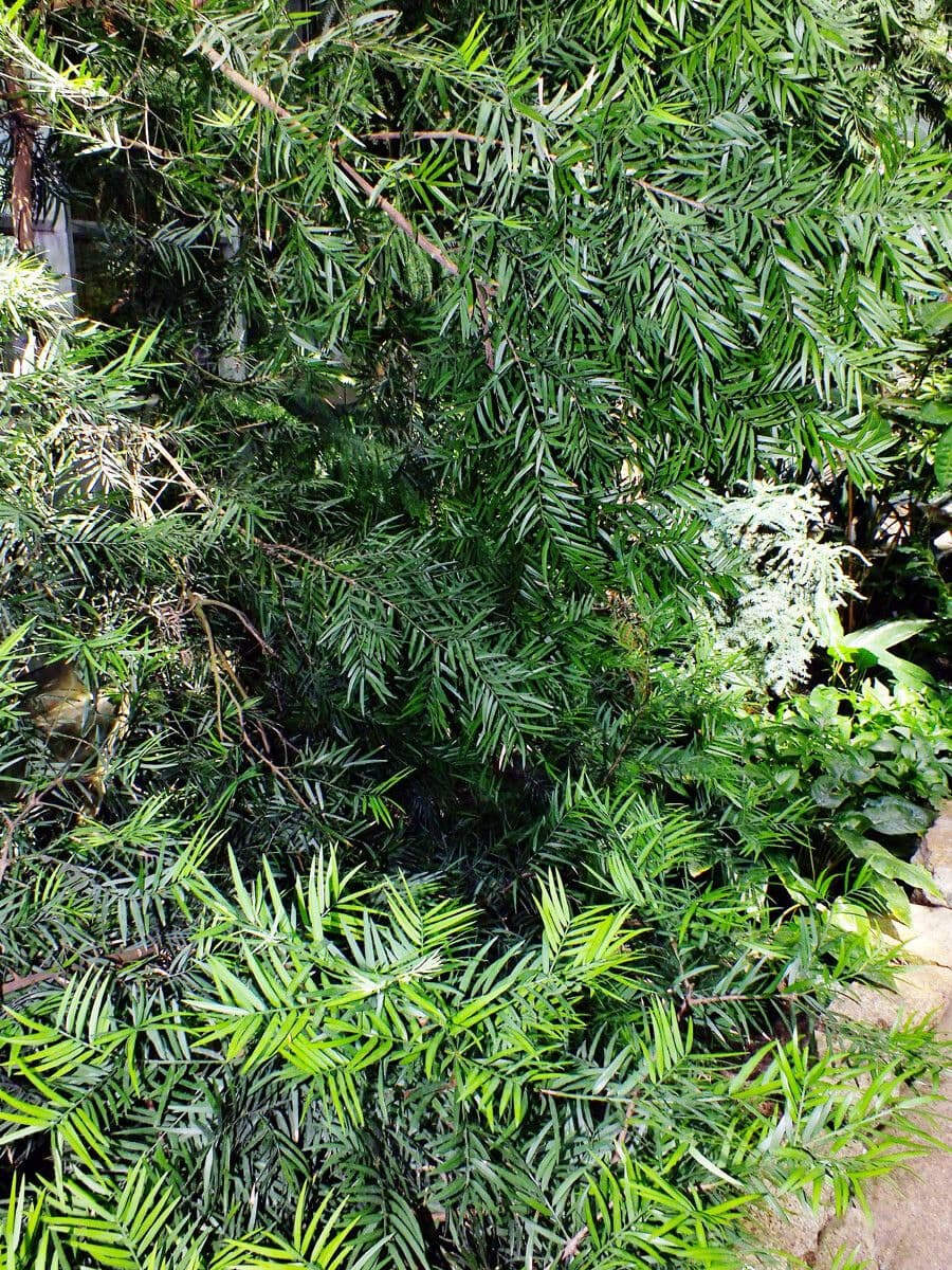 Afrocarpus falcatus 4