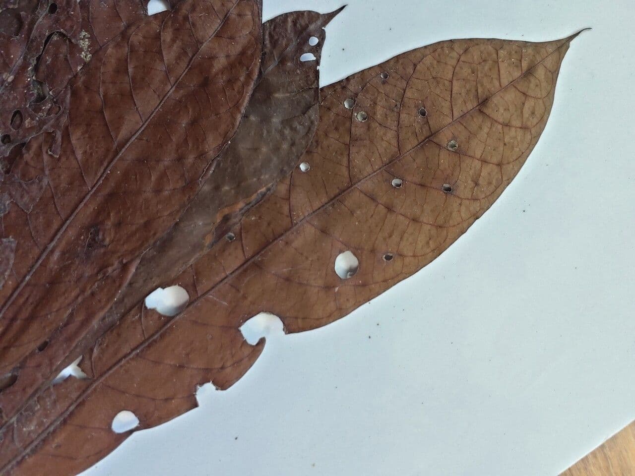 Sextonia 3