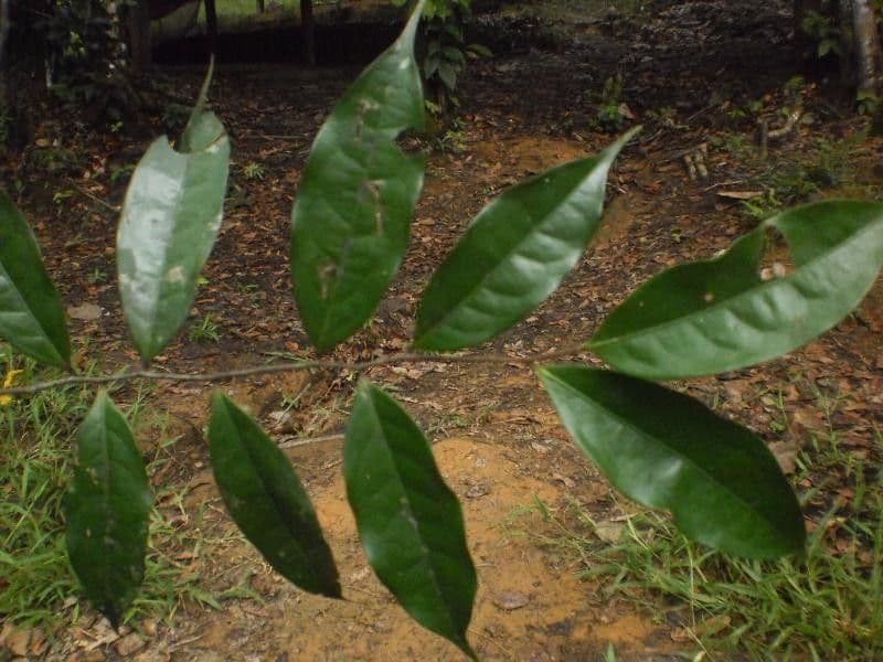 Oxandra 4