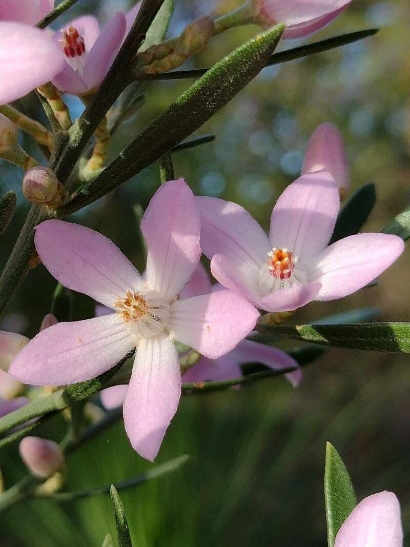 Eriostemon australasius 5