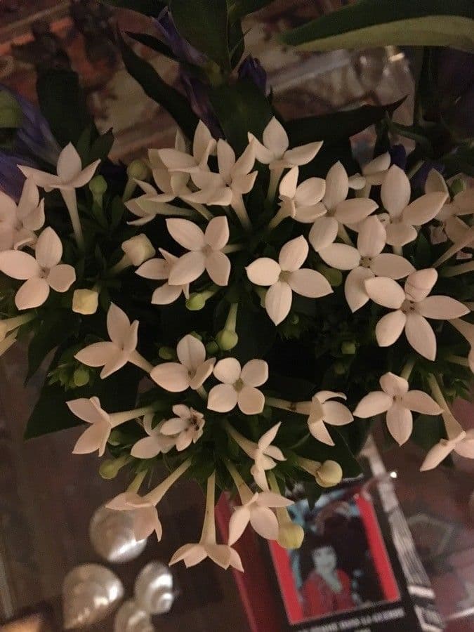 Collomia grandiflora 5
