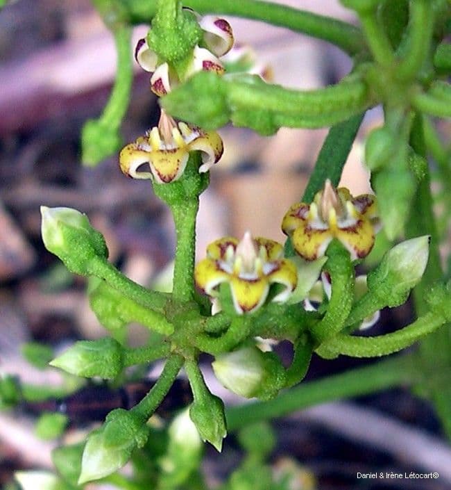 Artia 6