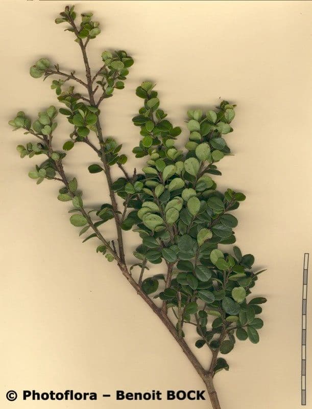 Myrsina africká 28