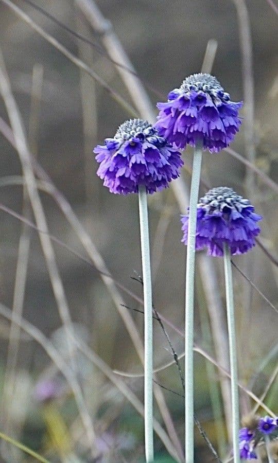 Primula 15
