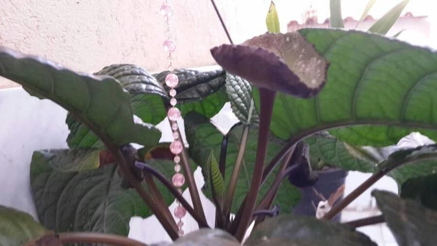 Dorstenia alta 5