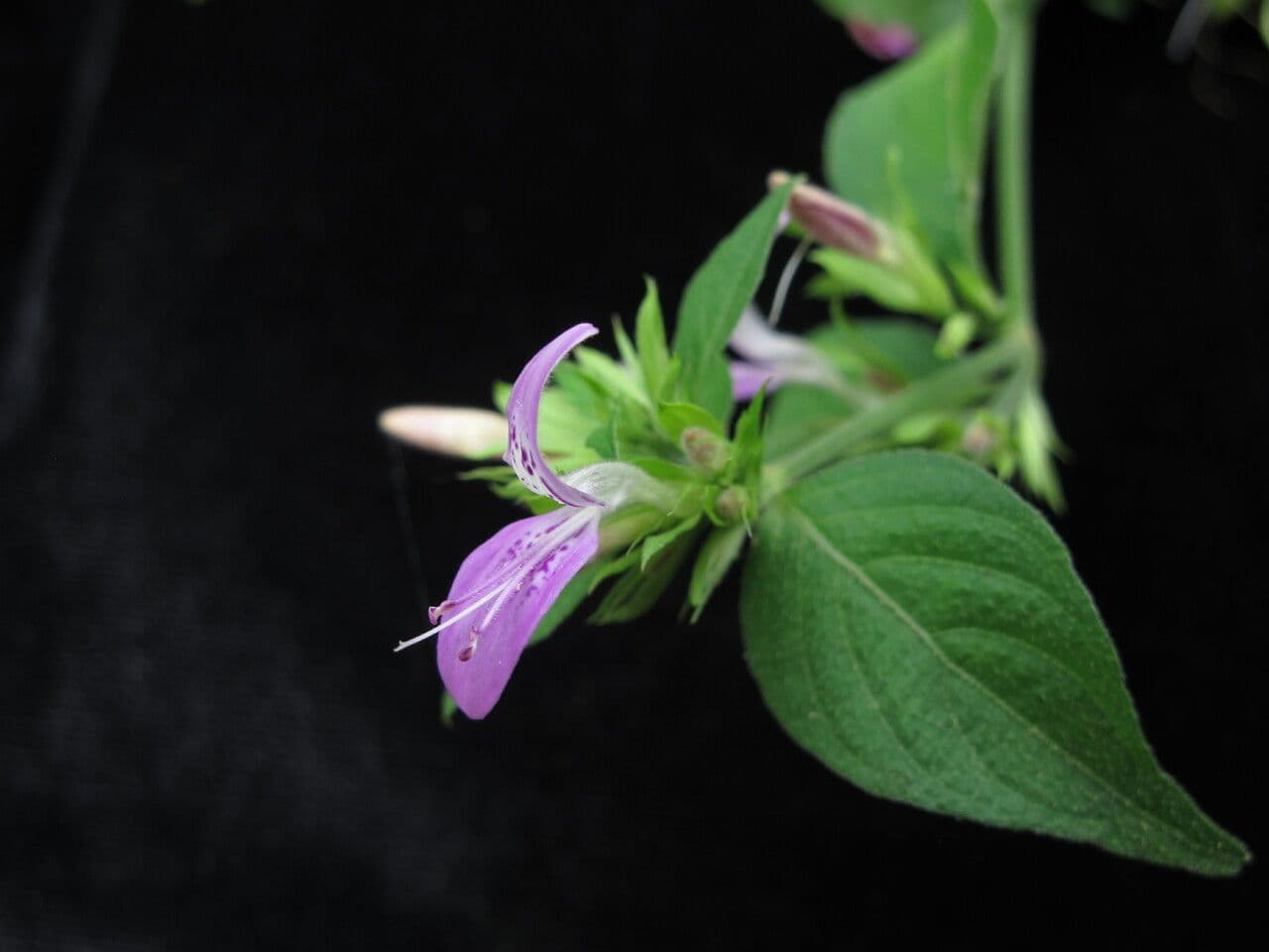 Dicliptera