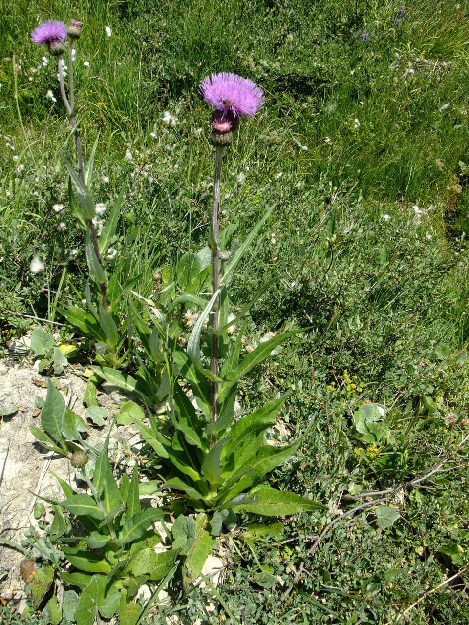 Cardo eterofillo 12