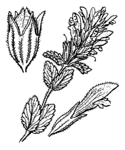 Nothobartsia 9